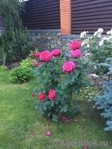 Johann Wolfgang von Goethe Rose® Johann Wolfgang von Goethe Rose®
