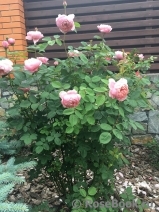 The Alnwick Rose The Alnwick Rose