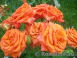 Orange Babyflor Orange Babyflor