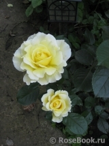 White Licorice White Licorice