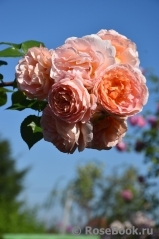 Abraham Darby Abraham Darby