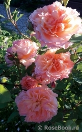 Rose de Gerberoy ® Rose de Gerberoy ®