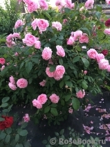 Gertrude Jekyll Gertrude Jekyll