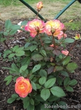 Gartenspass ® Gartenspass ®