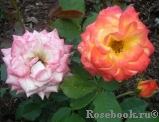 Gartenspass ® Gartenspass ®