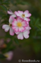 Robe Fleurie Robe Fleurie