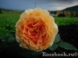 Goldelse Goldelse