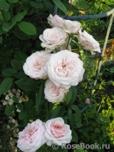 Claire Rose Claire Rose