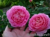 Jubilee Celebration® Jubilee Celebration®