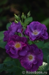 Rhapsody in Blue Rhapsody in Blue