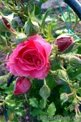 Rosarium Uetersen Rosarium Uetersen