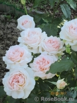 Chandos Beauty Chandos Beauty