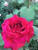 Rose des 4 Vents Rose des 4 Vents