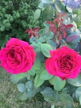 Rose des 4 Vents Rose des 4 Vents