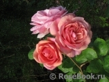 Stefanie´s Rose Stefanie´s Rose