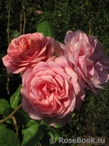 Stefanie´s Rose Stefanie´s Rose