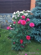 Johann Wolfgang von Goethe Rose® Johann Wolfgang von Goethe Rose®