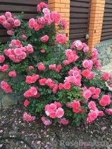 Rosarium Uetersen Rosarium Uetersen