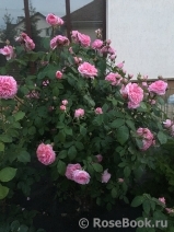 Gertrude Jekyll Gertrude Jekyll