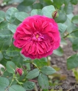 Darcey Bussell Darcey Bussell