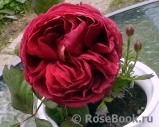 Red Leonardo da Vinci Red Leonardo da Vinci