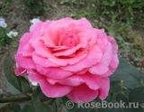Tickled Pink Tickled Pink