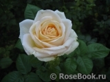 Madame Anisette ® Madame Anisette ®