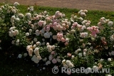 Aspirin Rose Aspirin Rose