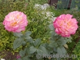 Kordes’ Jubilee Kordes’ Jubilee