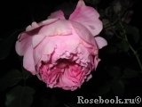 Charles Rennie Mackintosh® Charles Rennie Mackintosh®