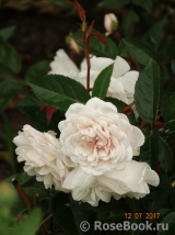 Marie Pavie Marie Pavie