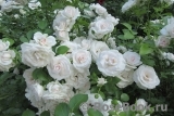 Aspirin Rose Aspirin Rose