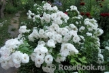 Aspirin Rose Aspirin Rose