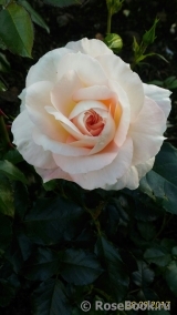 Marie Antoinette Marie Antoinette