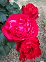 Traviata Traviata