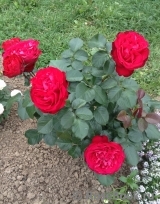 Traviata Traviata