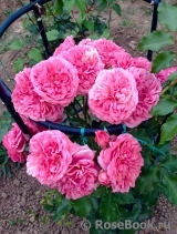 Rosarium Uetersen Rosarium Uetersen