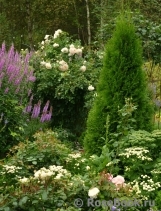 Crocus Rose® Crocus Rose®
