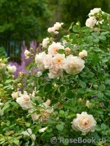 Crocus Rose® Crocus Rose®