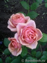 Stefanie´s Rose Stefanie´s Rose