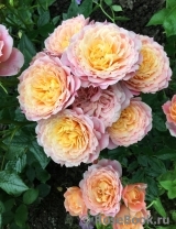 Briosa ® Briosa ®