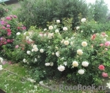 Crocus Rose® Crocus Rose®