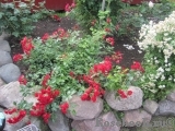 Scarlet Meillandecor Scarlet Meillandecor