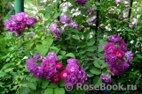 Rosengarten Zweibrücken ® Rosengarten Zweibrücken ®
