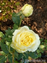 Limona ® Limona ®