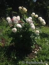 Madame Anisette ® Madame Anisette ®