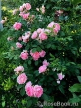 Prairie Joy Prairie Joy