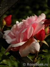 Albertine Albertine