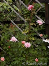 Albertine Albertine