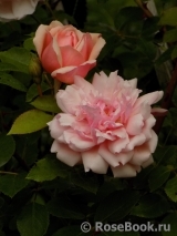Albertine Albertine